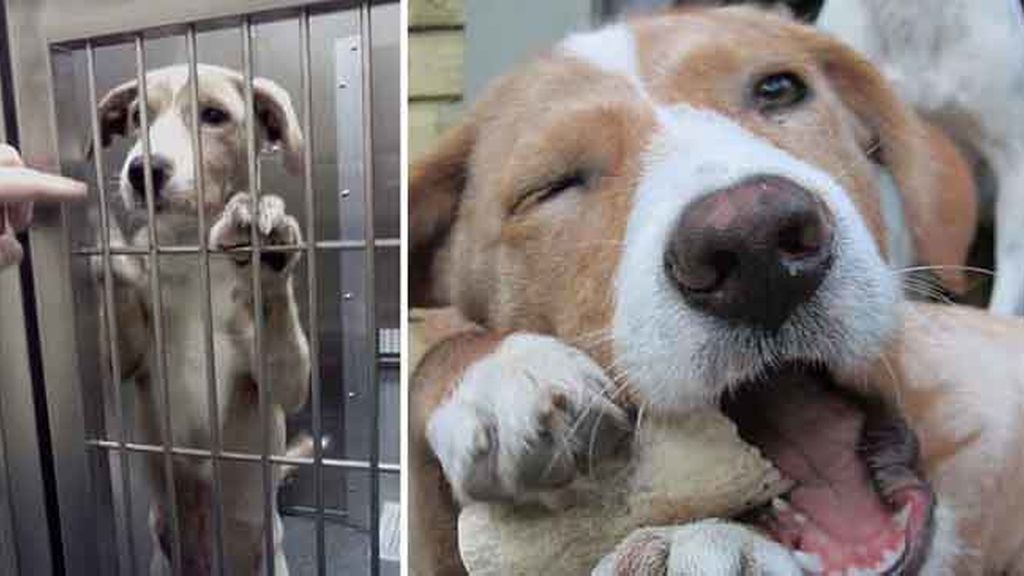 Perros antes y después de ser rescatados
