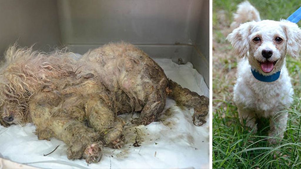 Perros antes y después de ser rescatados