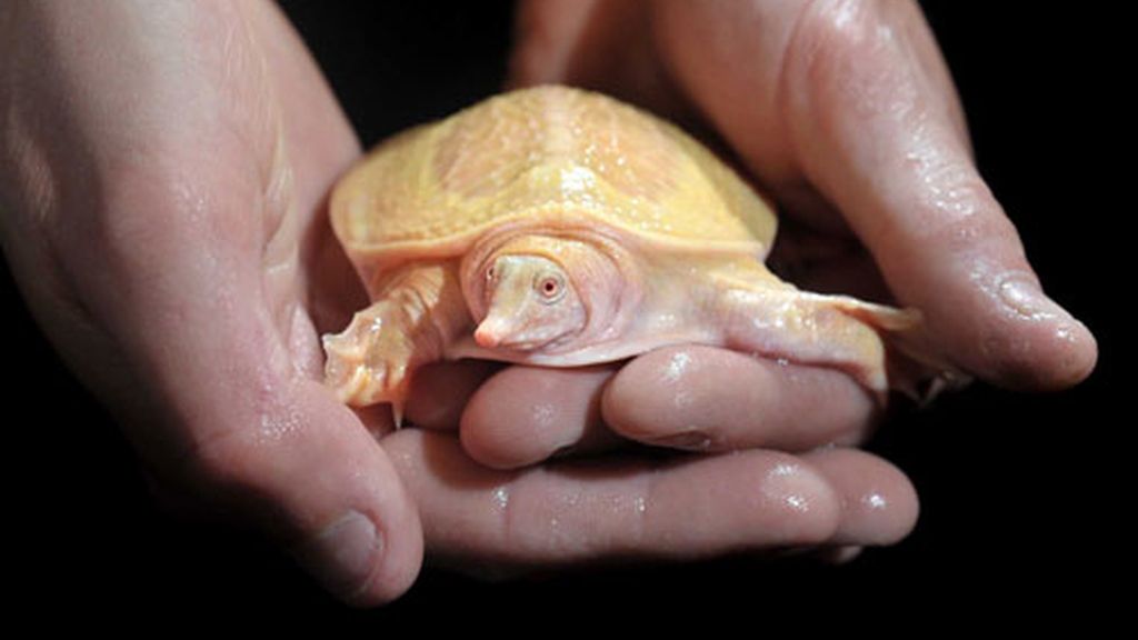 Tortugas albinas