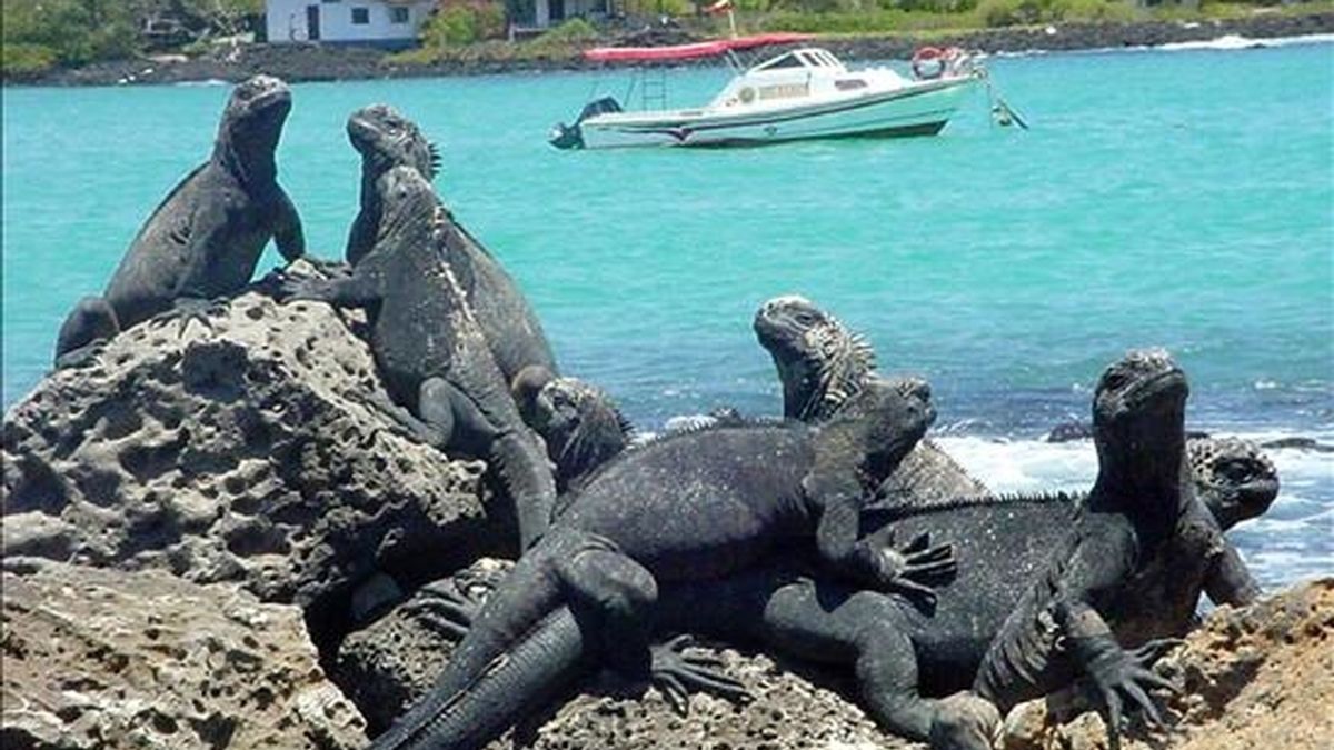 Las islas Galápagos (Ecuador), fueron consagradas como Patrimonio Mundial de la Humanidad en 1978 y desde 2007 figuran entre los "bienes en peligro", por lo que pueden ser retiradas de las listas de la UNESCO en cualquier momento. EFE/Archivo