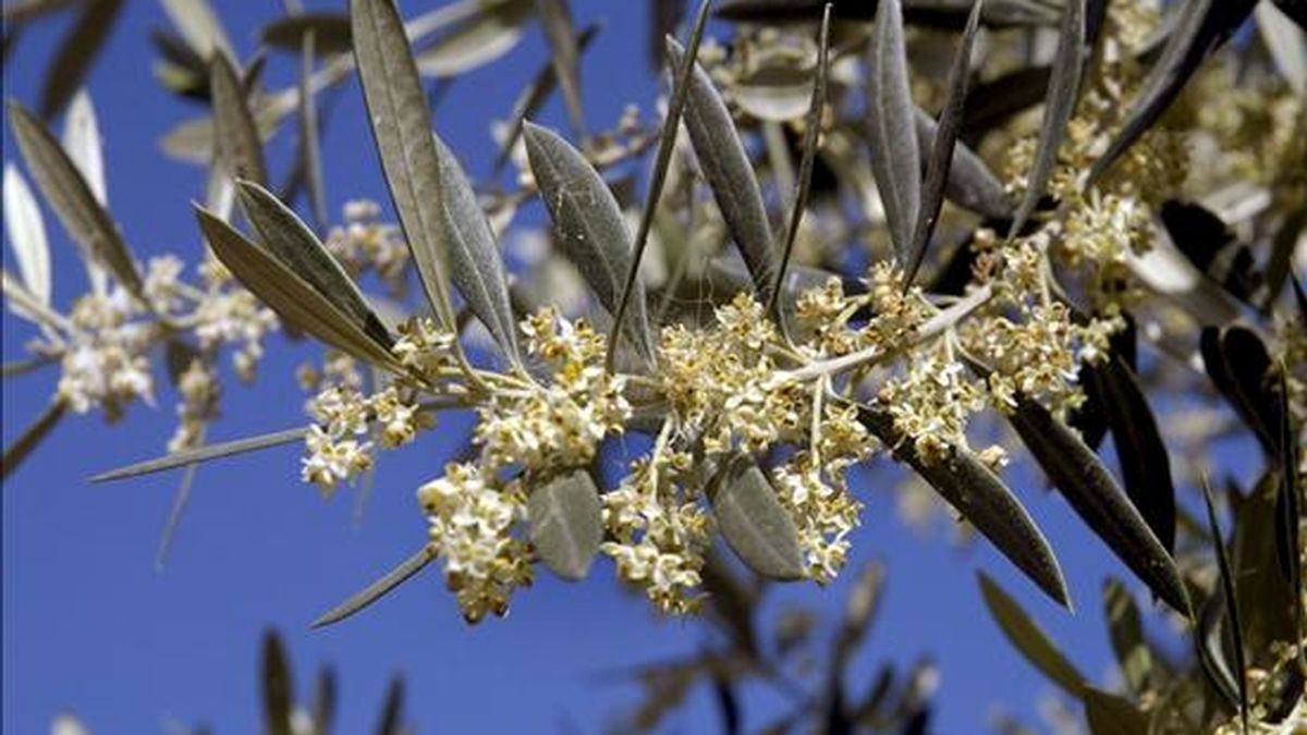 Imagen de la flor cargada de polen del olivo en Jaén. EFE