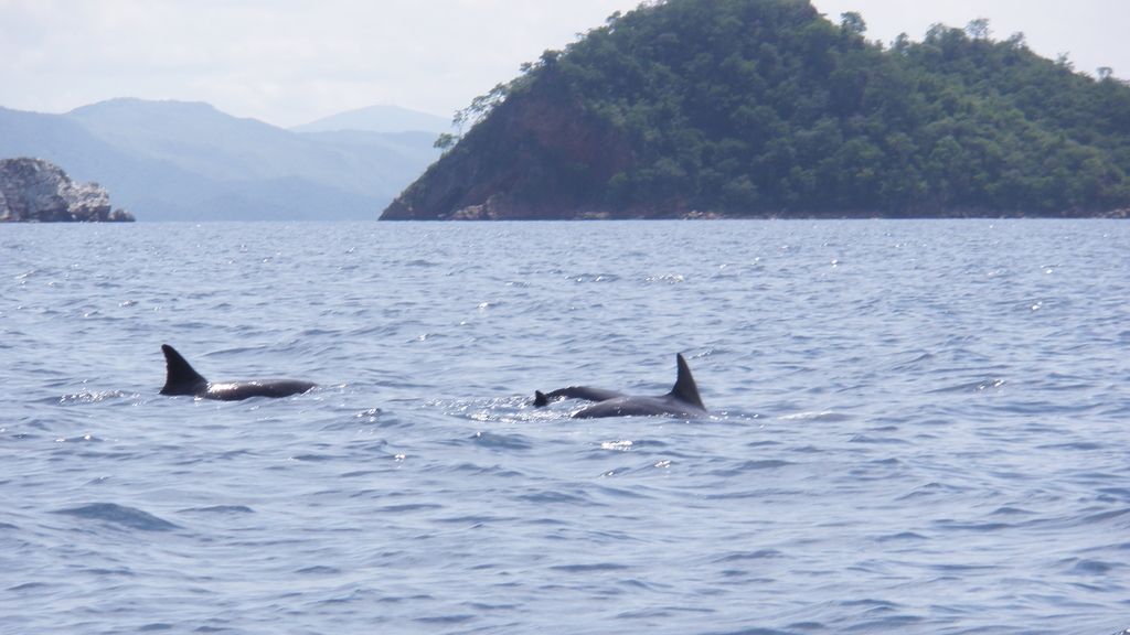Concursantes Efecto ¡GUAU!... de tu vida