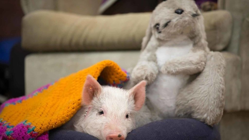 Separados de su madre al nacer, crecen al calor de un juguete