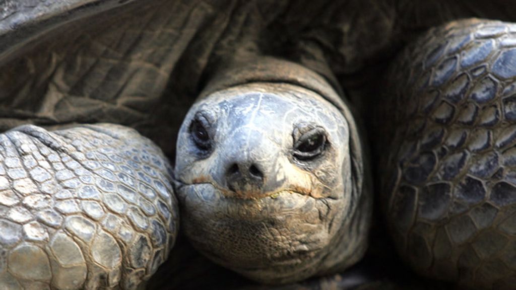 Tortugas gigantes en Seychelles