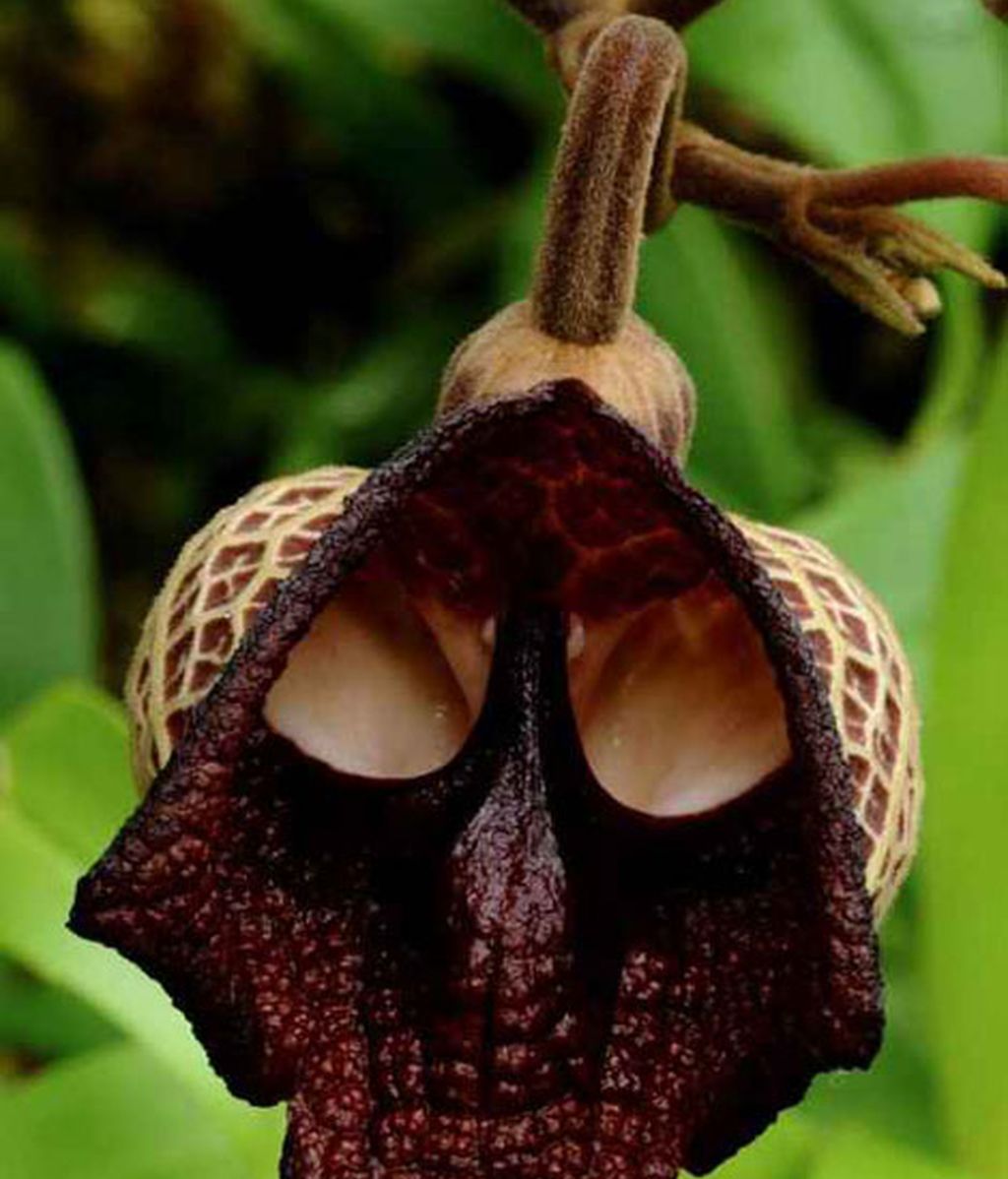 Formas que se esconden en flores