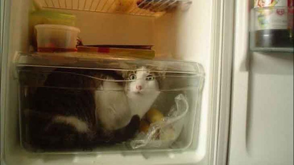 Gatitos al frigorífico
