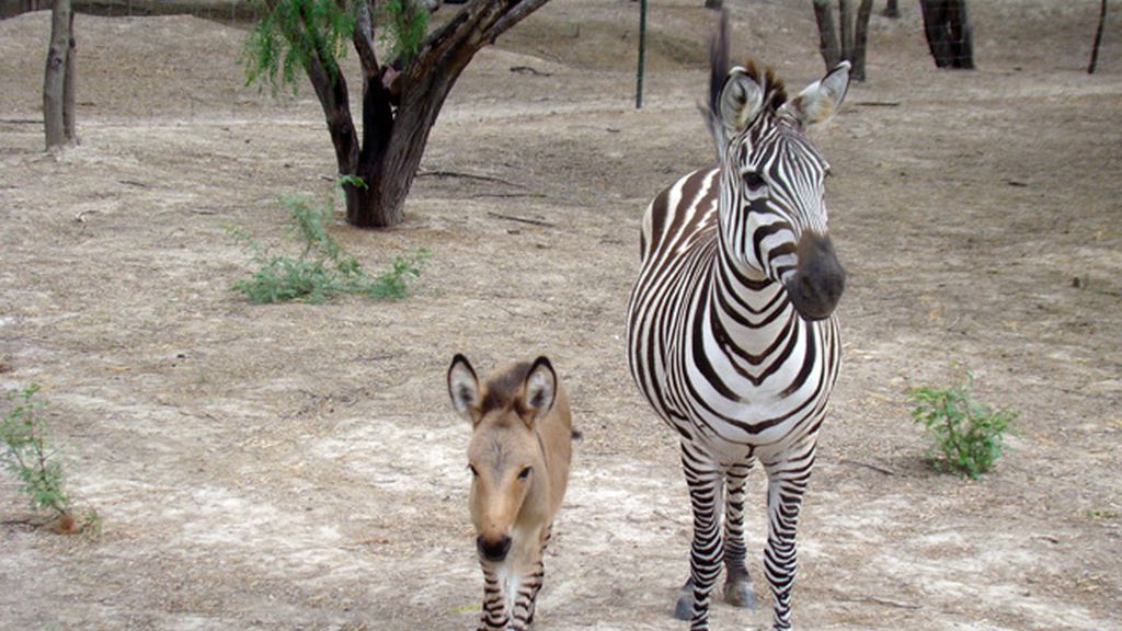 Nace el primer cebrasno en México