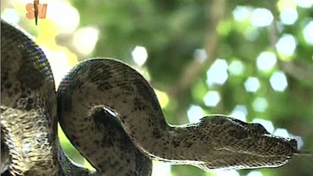 Arranca 'Supervivientes 2008'