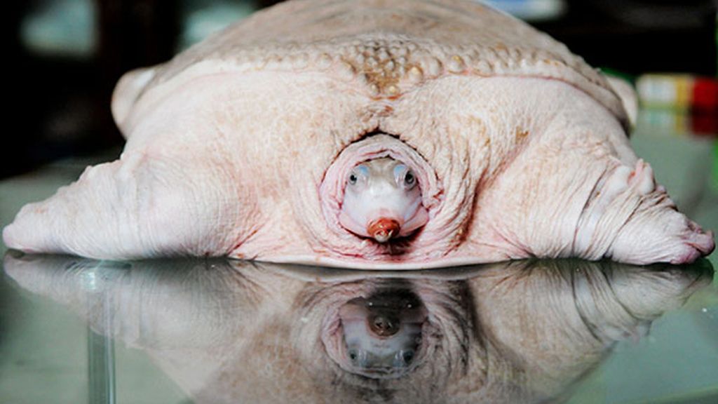 El albinismo en el mundo animal