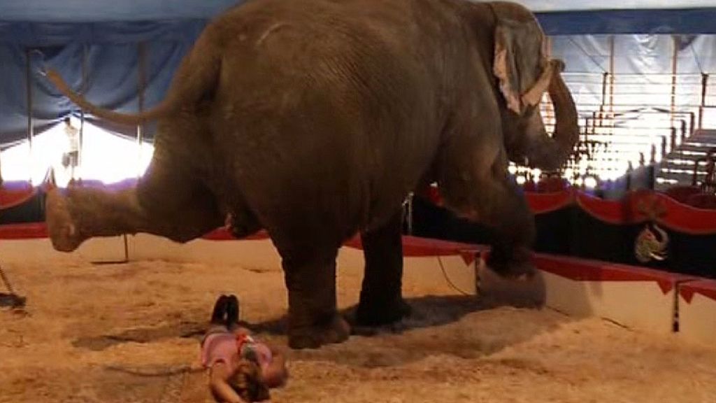 Marina se tumba bajo un elefante