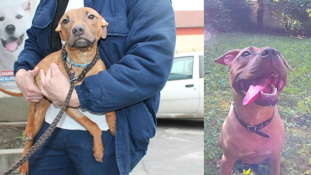Perros rescatados