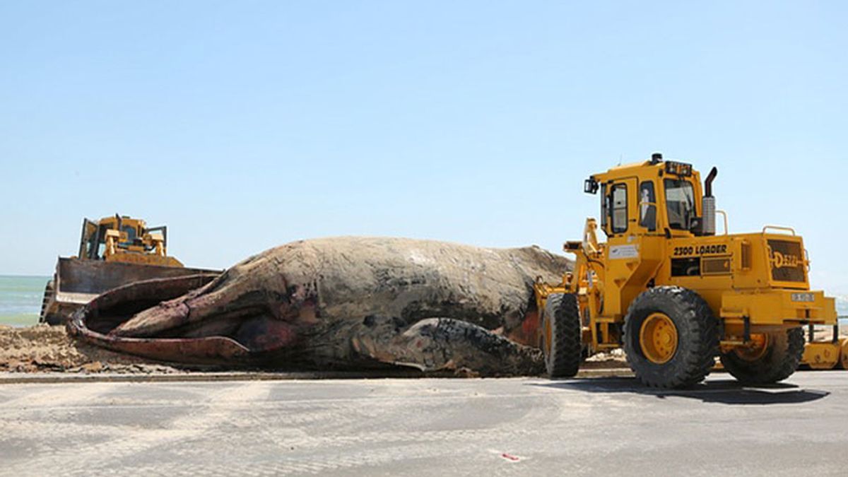 Ballena muerta por tiburones en Sudáfrica
