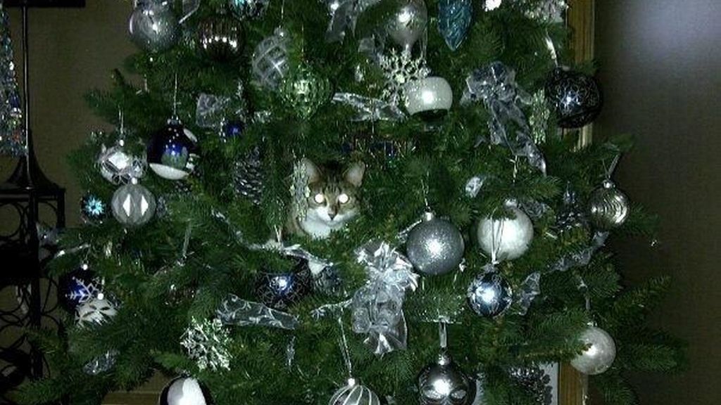 Los gatos más navideños se esconden entre abetos
