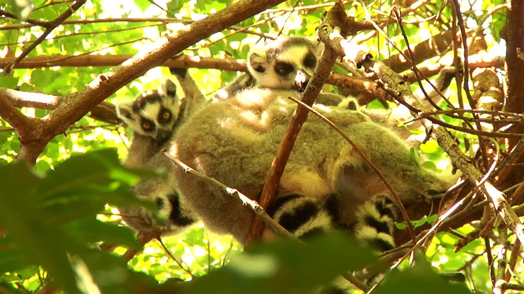 Madagascar, el dorado del Índico
