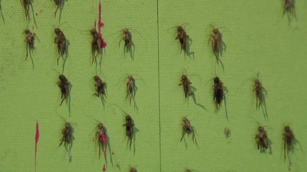 ¿Arte o maltrato animal?