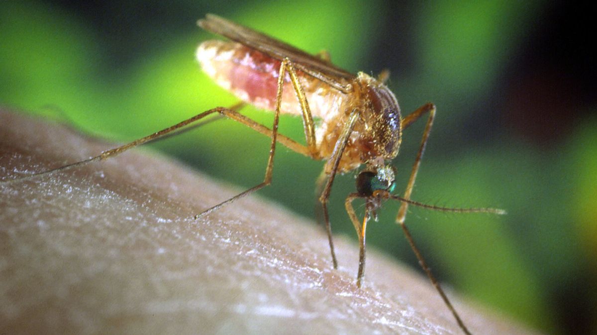 El mosquito, el más peligroso del mundo