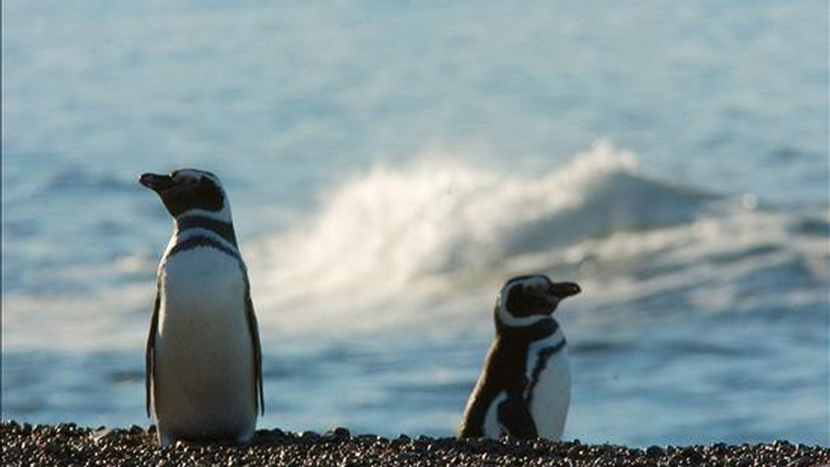 Los pingüinos corresponden a la especie llamada de Humboldt o Magallánico (Spheniscus Magellanicus), que habita en el extremo sur del continente americano y que durante el invierno austral suele llegar hasta el norte de Chile y aún más allá. EFE/Archivo