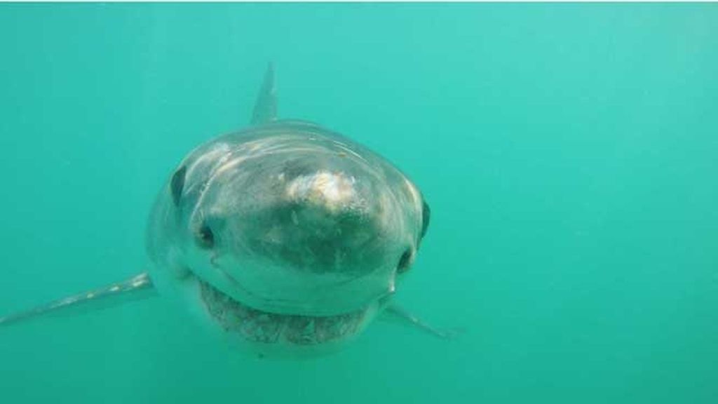 ¡Tiburón a la vista! Así es estar cara a cara con un escualo