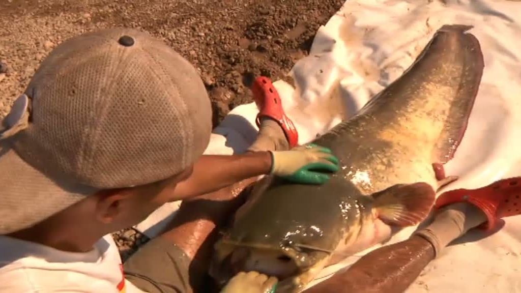 Frank pesca un siluro