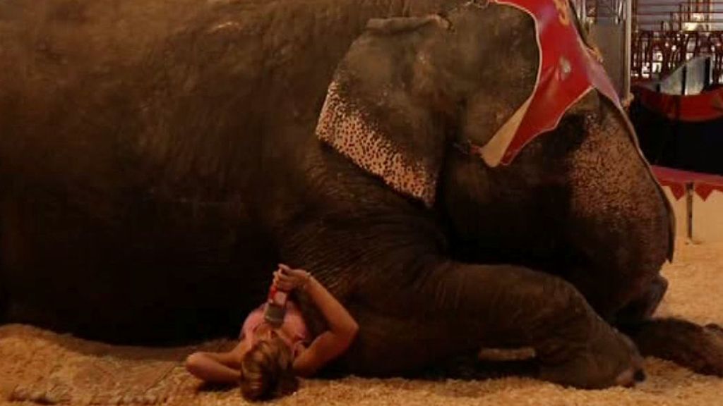 Marina se tumba bajo un elefante