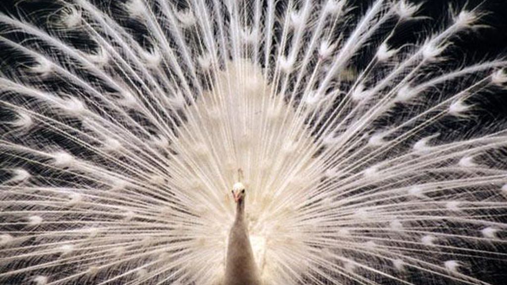 El albinismo en el mundo animal