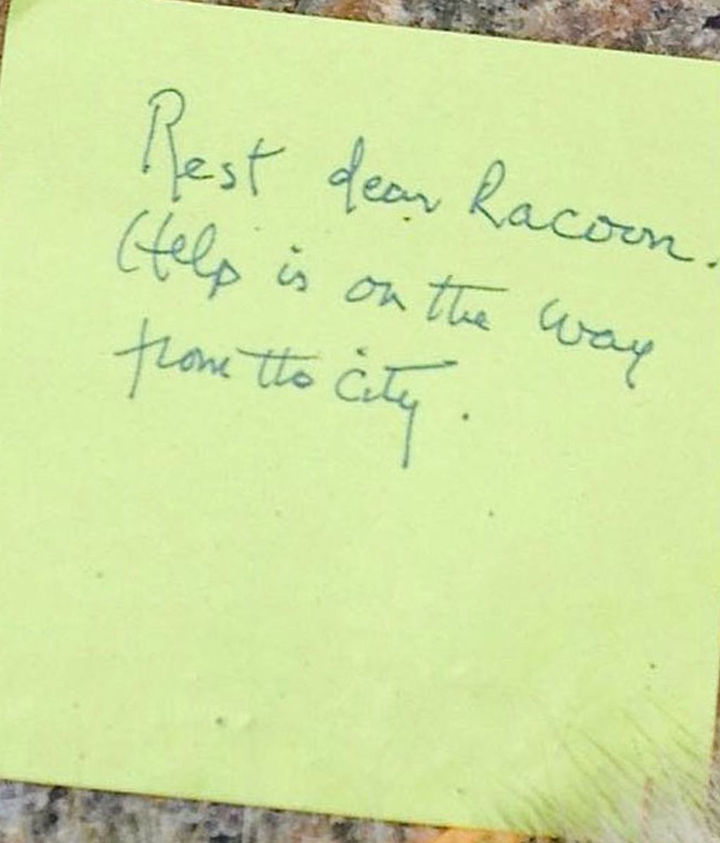 Toronto se vuelva con un animal muerto