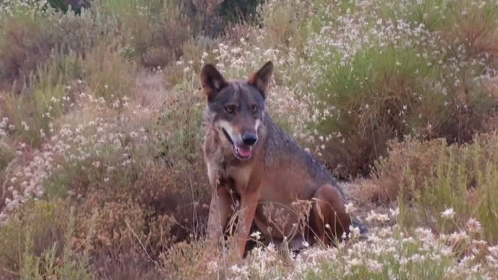 La selva en casa, Programa 4