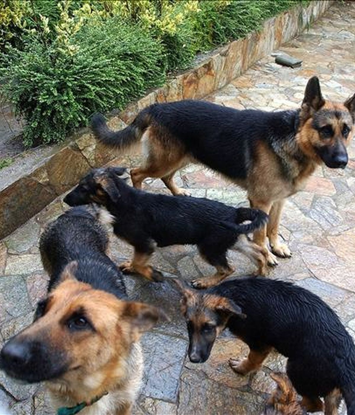 Un grupo de perros de raza pastor alemán. EFE/Archivo
