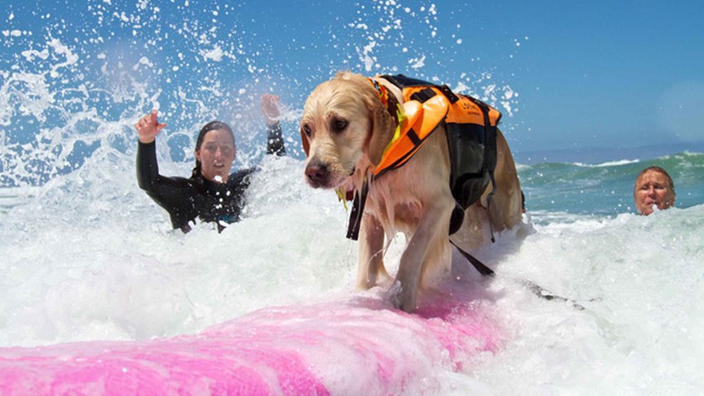 Mascotas que cambian su collar por una tabla de surf