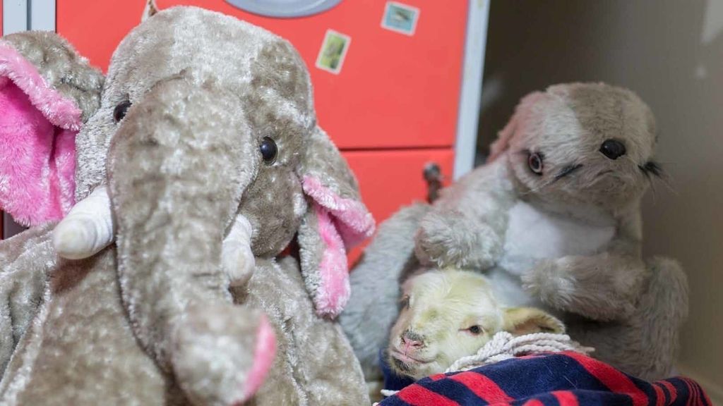 Separados de su madre al nacer, crecen al calor de un juguete