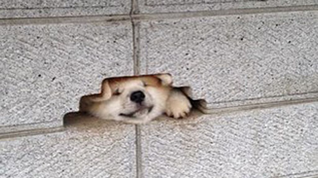 Las ocurrencias de estos animales no tienen límites