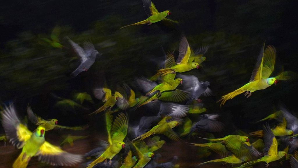 Las increíbles fotos presentadas a los premios Sony World Photography 2016