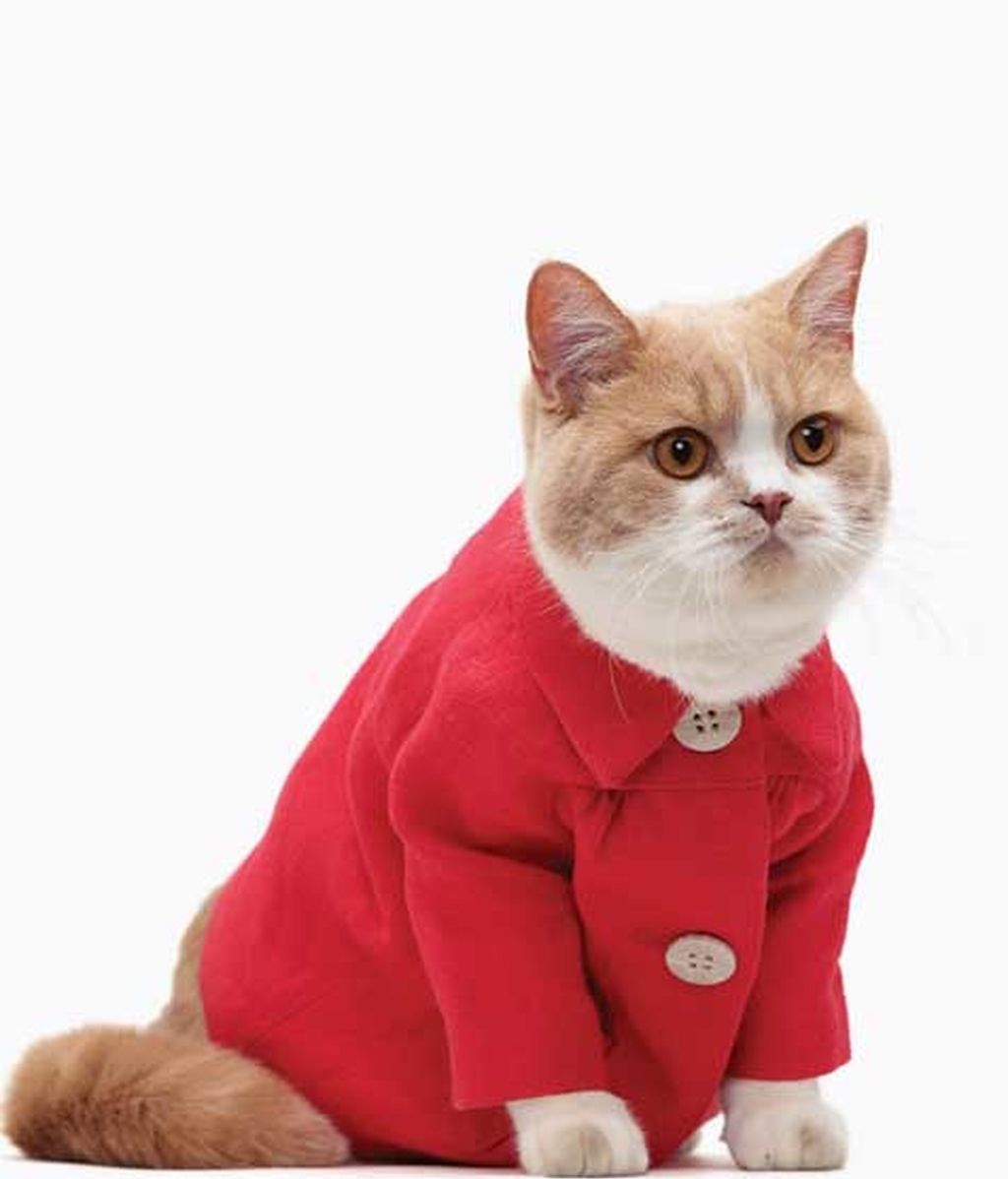 El lado más 'fashion' de los gatos