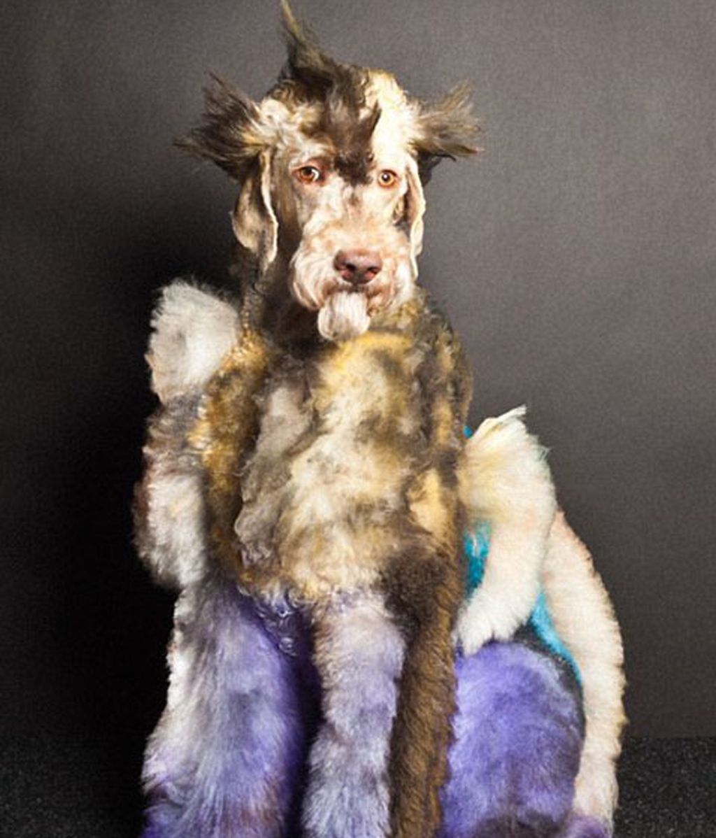 Creatividad desatada: Perros con transformaciones extremas