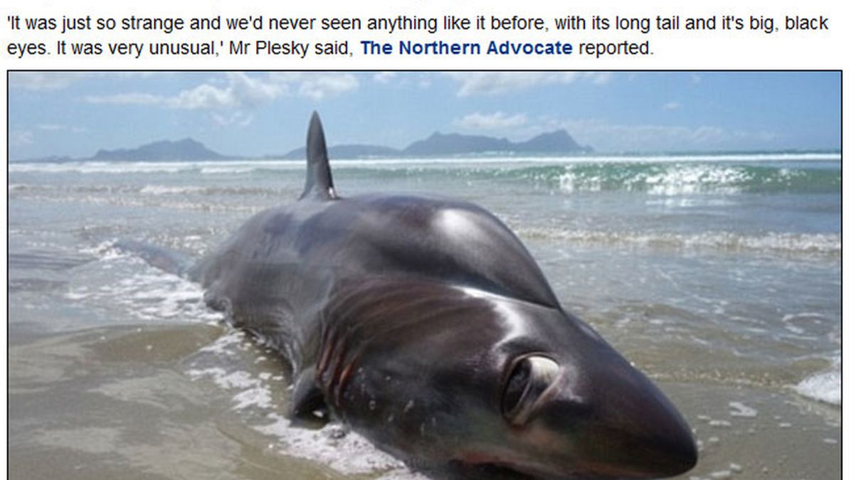 Tiburón zorro encontrado en Nueva Zelanda