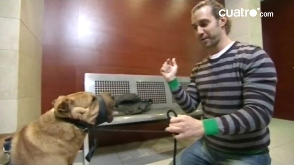 Frodo, el potro de Coslada