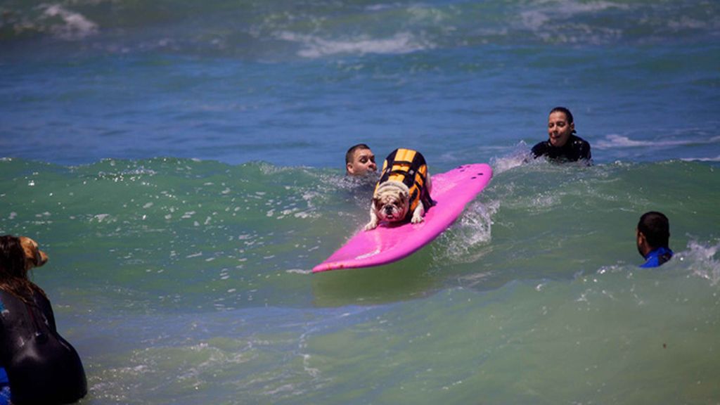 Mascotas que cambian su collar por una tabla de surf
