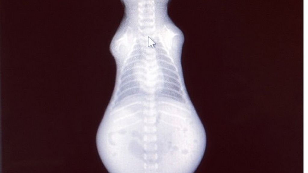 Un chihuahua sin patas delanteras se hace viral en Instagram