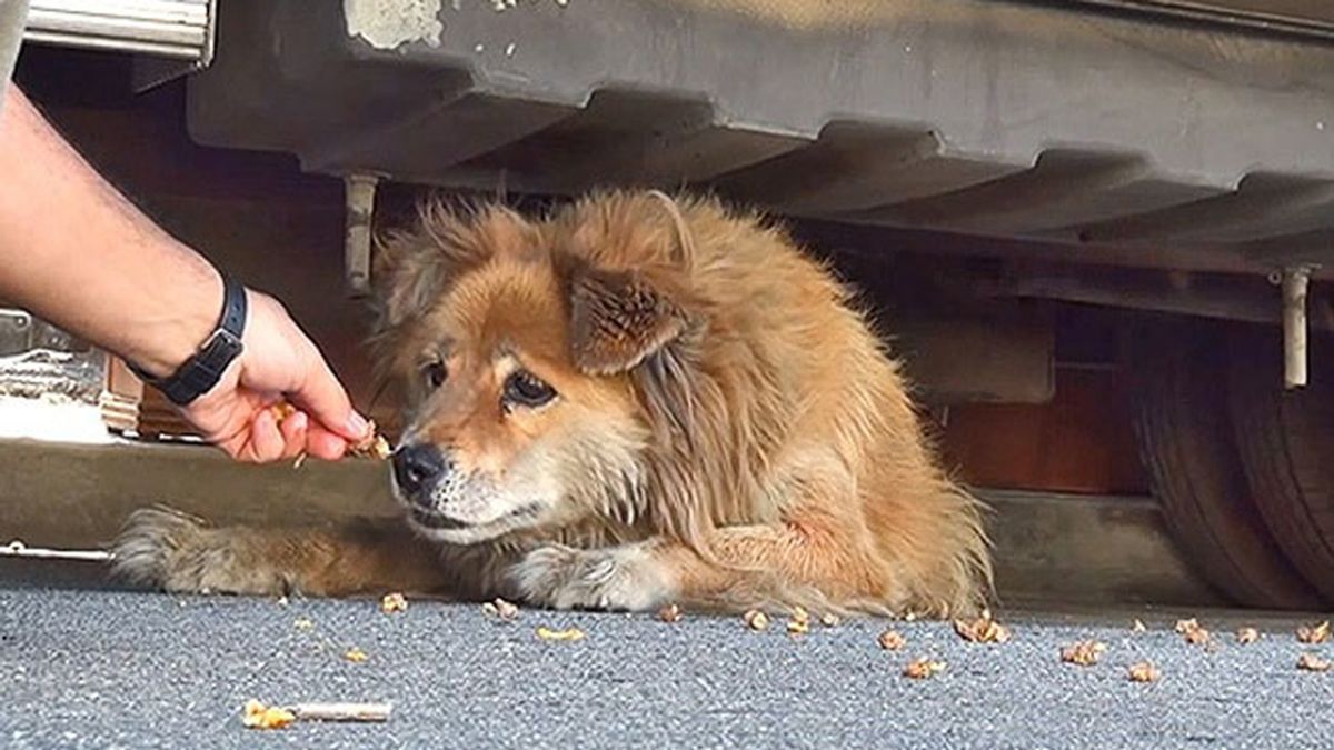 Una perrita abandonada, rescatada gracias a Google Street View