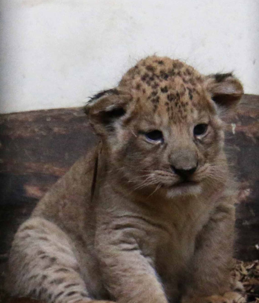Dicen que los leones son peligrosos, pero viendo a estos cachorrillos no pensarás lo mismo