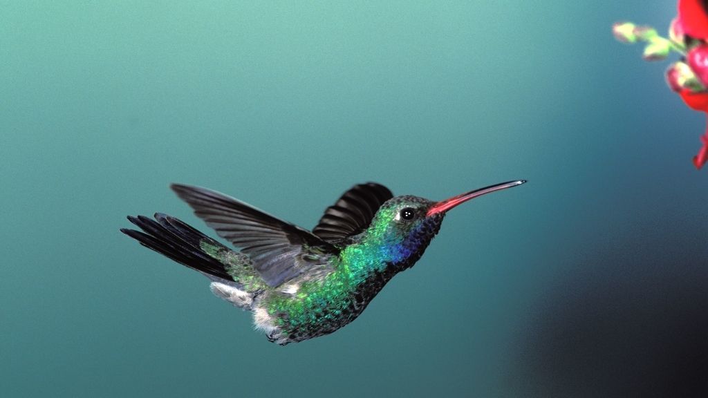 Colibrí esmeralda