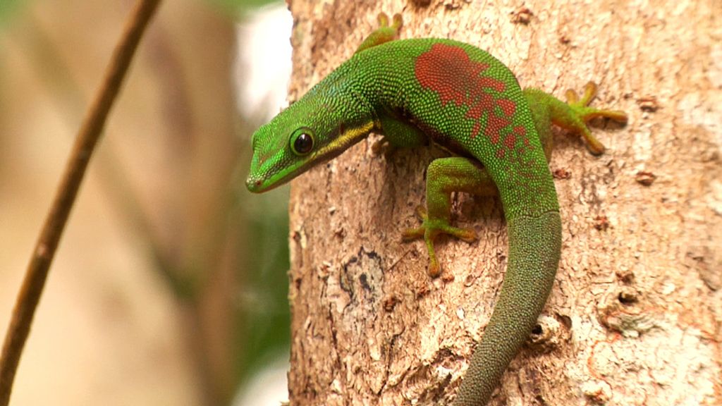 Madagascar, el dorado del Índico