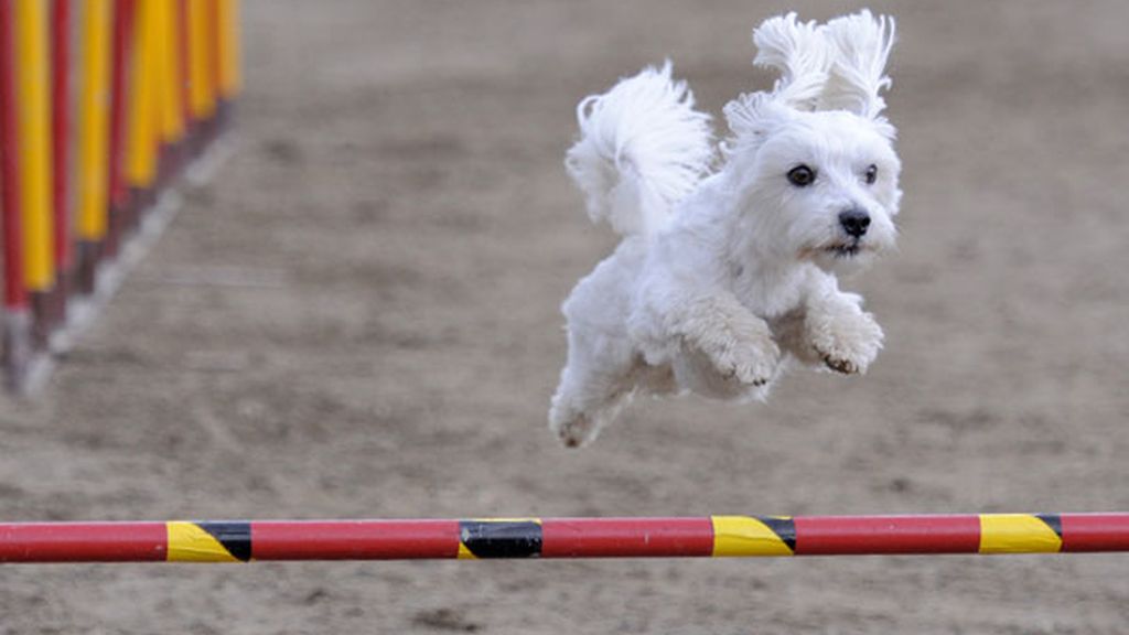 Los perros muestran sus mejores habilidades