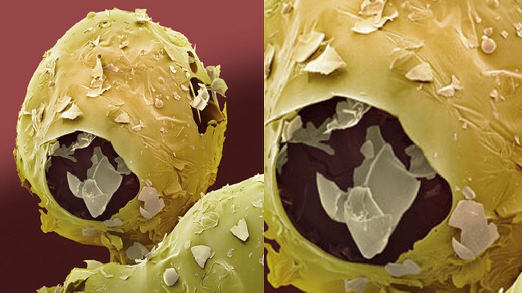 Al microscopio, la cara oculta de la comida