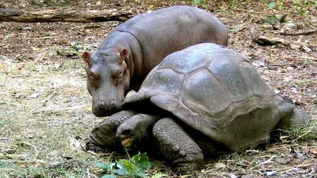 Cariño animal