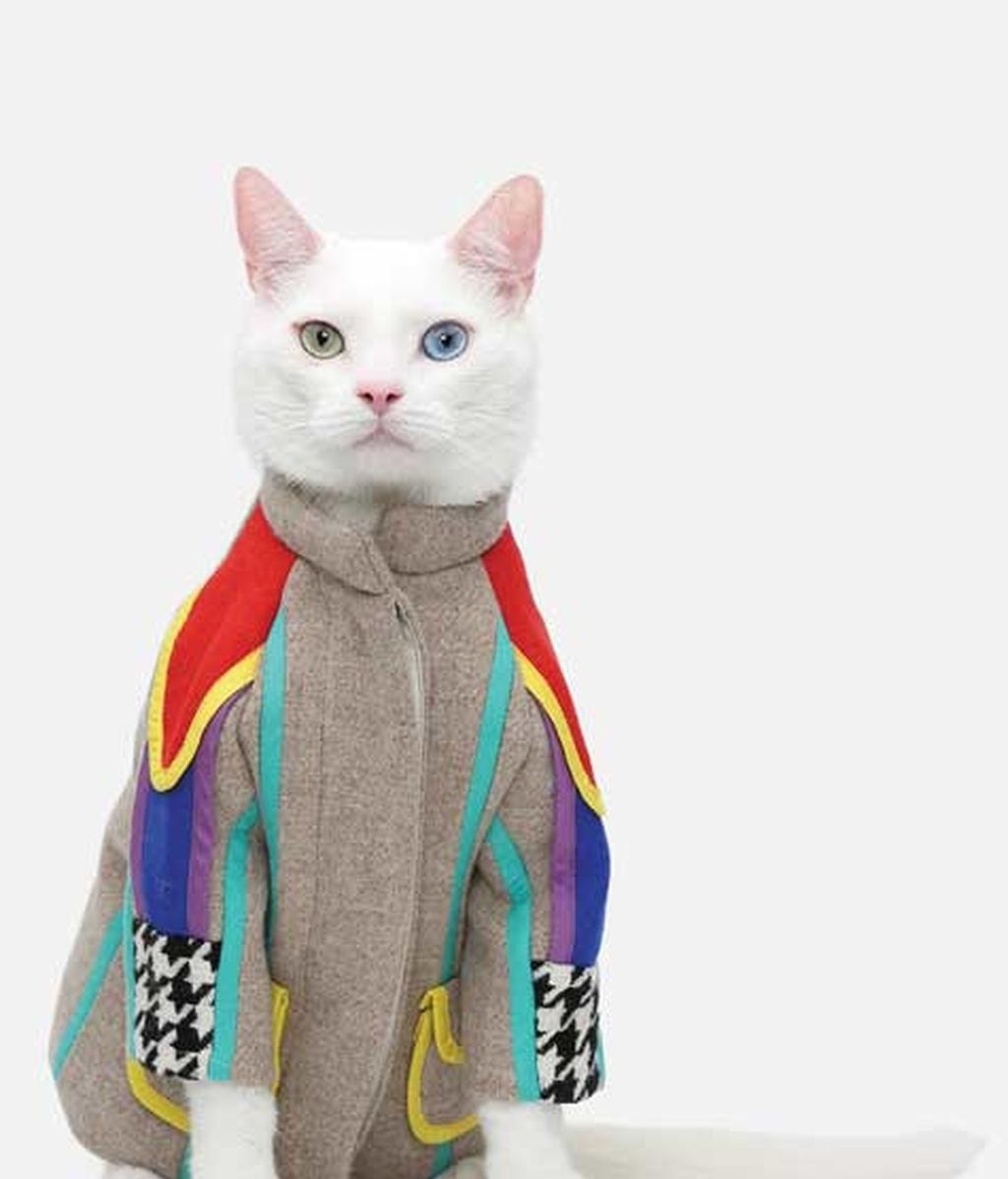 El lado más 'fashion' de los gatos