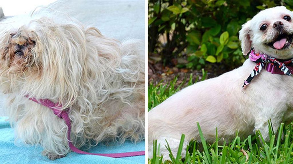Perros antes y después de ser rescatados