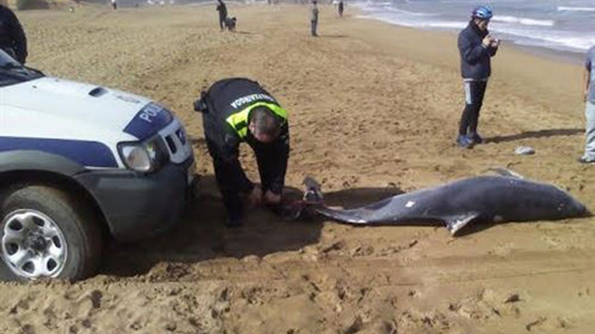 Aparece muerto un delfín mular de más de dos metros en Zierbena (Vizcaya)