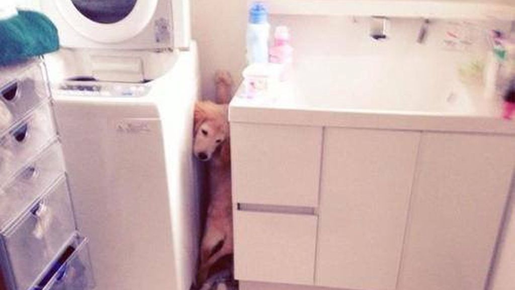 Las ocurrencias de estos animales no tienen límites