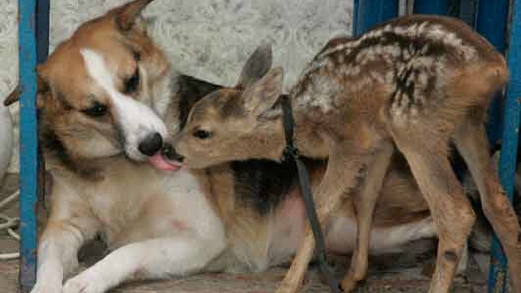 Cariño animal